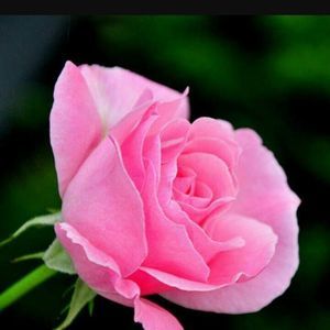 Meet your Posher, Janice